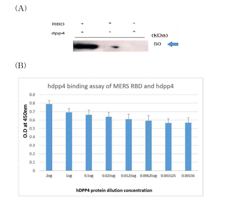 Detection of RBD protein binding to hDPP4