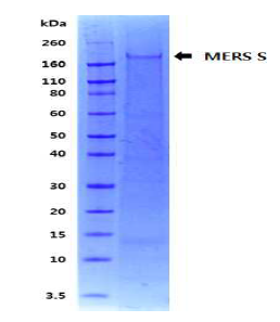 1차 발현된 곤충세포 발현 MERS-Spike protein