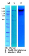 대량 생산 된 MERS-spike protein의 SDS-PAGE