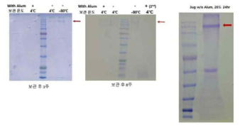 곤충세포 발현 MERS S의 가속변질 시험