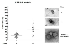 곤충세포에서 발현된 MERS-spike protein의 전자현미경 사진