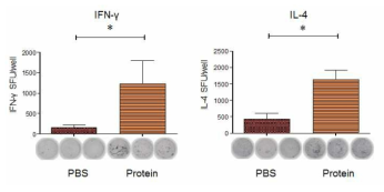 곤충세포에서 발현된 MERS spike protein에 의해 면역된 마우스의 splenocyte에서 IFN-γ 분비 T cell population 및 IL-4 분비 T cell population (ELISPOT 실험)