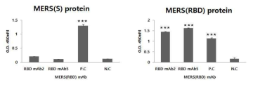 MERS-RBD 단백질 유래 단클론 항체 2번/5번 cross-reactivity