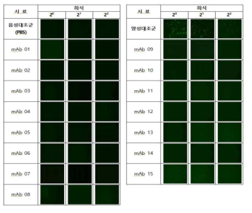 단클론 항체와 MERS-CoV와의 결합력 확인
