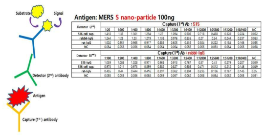 단클론 및 다클론 항체를 이용하여 MERS-spike 단백질을 측정하는 sandwich ELISA 제작