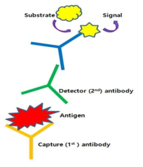 Sandwich ELISA kit 모식도
