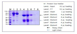 Protein A column을 사용하여 Rabbit Final serum 정제