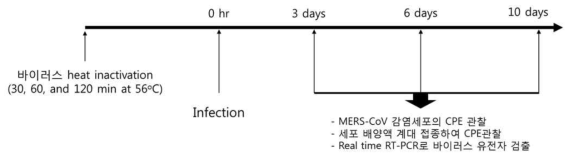 열처리를 이용한 MERS CoV 불활화 및 확인