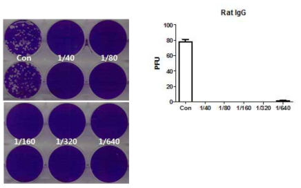 MERS CoV spike protein 혈청 (rat)의 중화항체가 측정