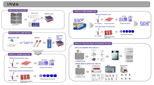 MERS-CoV 표준 항체 확보 및 측정 표준 프로토콜 조사 및 확립