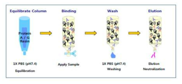 Protein A/G purification