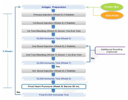 다클론 표준항체 토끼 면역 스케줄