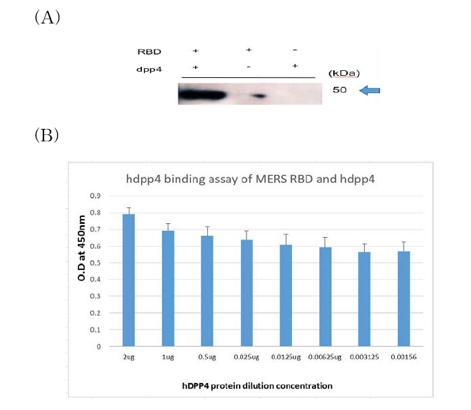 Detection of RBD protein binding to hDPP4