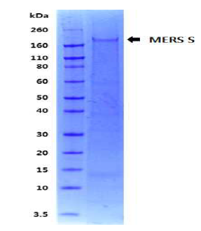 1차 발현된 곤충세포 발현 MERS Spike protein