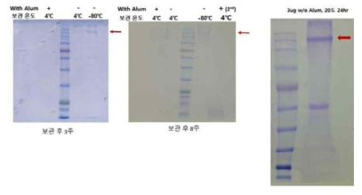 곤충세포 발현 MERS S의 가속변질 시험