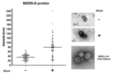 곤충세포에서 발현된 MERS spike protein의 전자현미경 사진