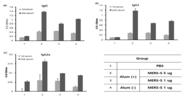 MERS-spike protein로 면역한 마우스에서의 특이 항체가 조사