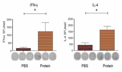 곤충세포에서 발현된 MERS-spike protein에 의해 면역된 마우스의 splenocyte에서 IFN-γ 분비 T cell population 및 IL-4 분비 T cell population (ELISPOT 실험)