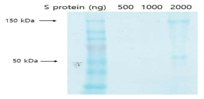 spike protein의 SDS-PAGE