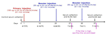 다클론 항체 개발을 위한 실험 일정
