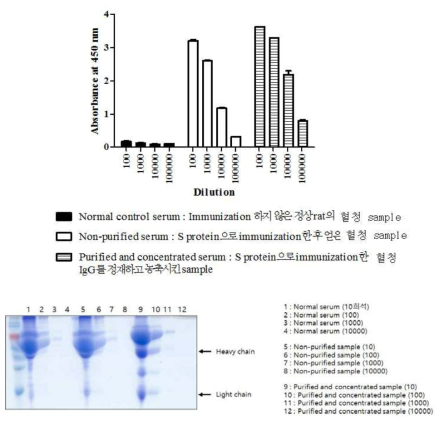 표준항체의 정제 및 농축