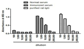 Rat에서 제조한 spike protein 면역혈청 indirect ELISA