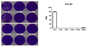 MERS CoV spike protein 혈청 (rat)의 중화항체가 측정