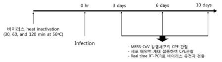 열처리를 이용한 MERS CoV 불활화 및 확인