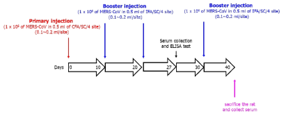 불활화 시킨 MERS 바이러스를 이용하여 표준 다클론 항체를 제작하기 위한 면역일정