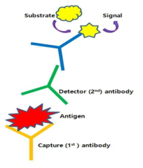 Sandwich ELISA kit 모식도
