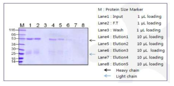 Antigen specific affinity purification