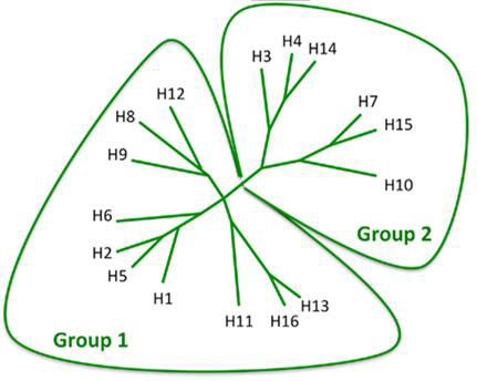 인플루엔자 HA항원 group