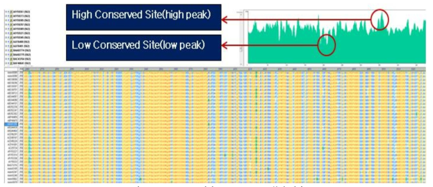 Vector NTI 기반 conserved site 분석 예시