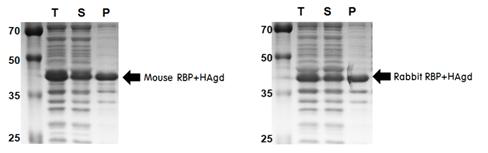 선행연구결과 2. Mammalian RBP를 이용한 백신 항원 생산 연구