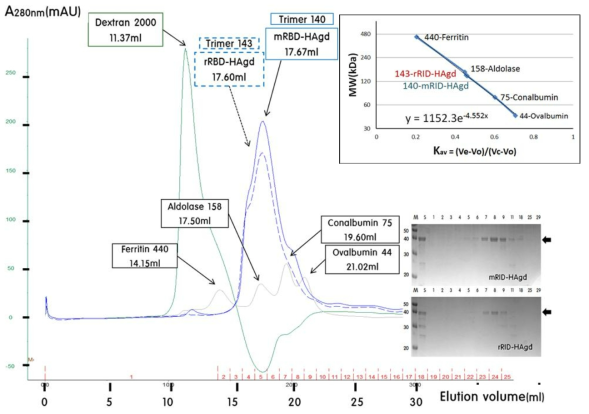 Size exclusion chromatography분석을 통한 항원단백질 다중구조 분석