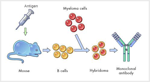 인플루엔자 항원 재조합 단백질에 대한 항체를 생산하는 B cell의 분리 및 융합