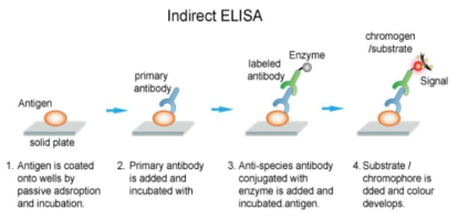 Indirect ELISA assay