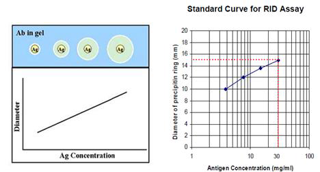 SRID 시험법 모식도 및 standard curve