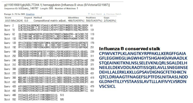 Sequence homology between B/Victoria/02/1987 and B/yamagata/16/1988 (left) and B virus conserved stalk domain sequence