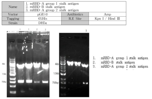 Gene cloning results of HA conserved stem domain using E. coli expression system