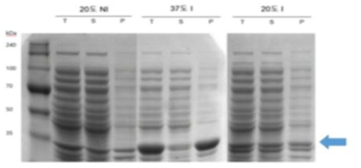 mRBD-A group 1 stalk antigen 온도별 expression