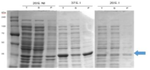 mRBD-A group 2 stalk antigen 온도별 expression