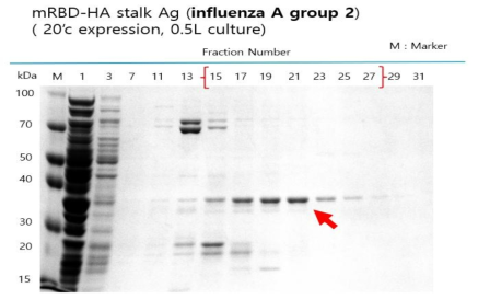 mRBD-A group 2 stalk Ag 정제 결과