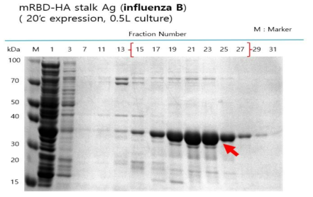 mRBD-B stalk Ag 정제 결과