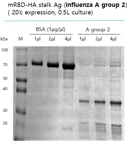 mRBD-A group 2 stalk Ag 정량.