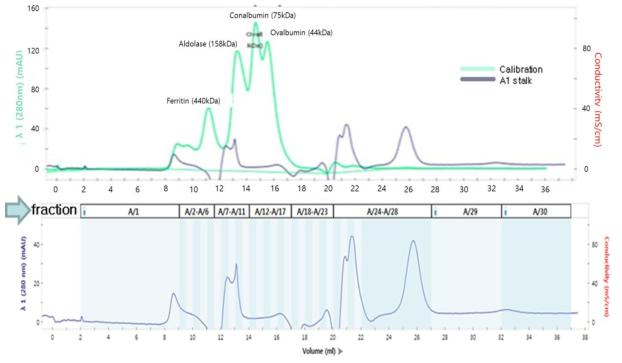 Influenza A group 1 stalk Ag SEC 결과.