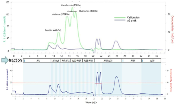 Influenza A group 2 stalk Ag SEC 결과.