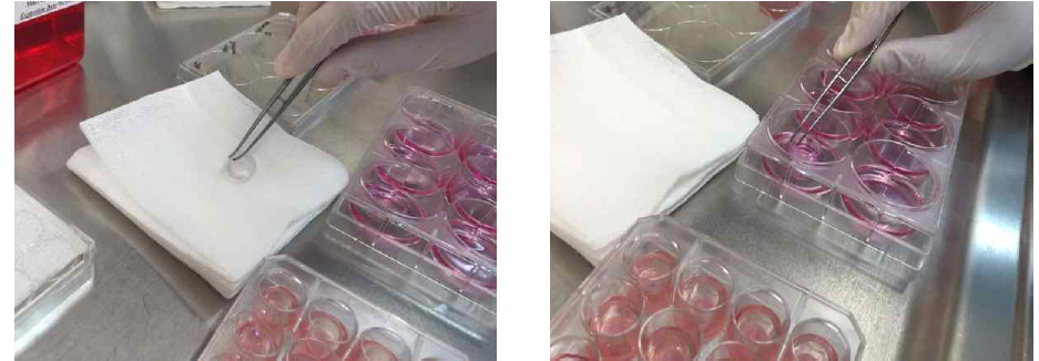 전배양 과정; insert를 꺼내 겉에 묻은 agarose gel을 멸균거즈에 닦고(왼쪽), 준비된 6-well plate로 옮겨준다 (오른쪽).