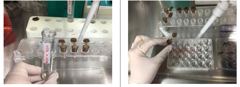 표준원액을 희석해 시험용액을 만들고 (왼쪽), 24 well 플레이트에 준비 된 세포 현탁액에 희석된 시험용액을 혼합한다(오른쪽).