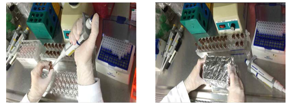 24 well 플레이트에 준비된 세포 현탁액에 희석된 시험용액(working solution) 과 혼합하고(왼쪽), 플레이트는 호일로 차광한다(오른쪽).